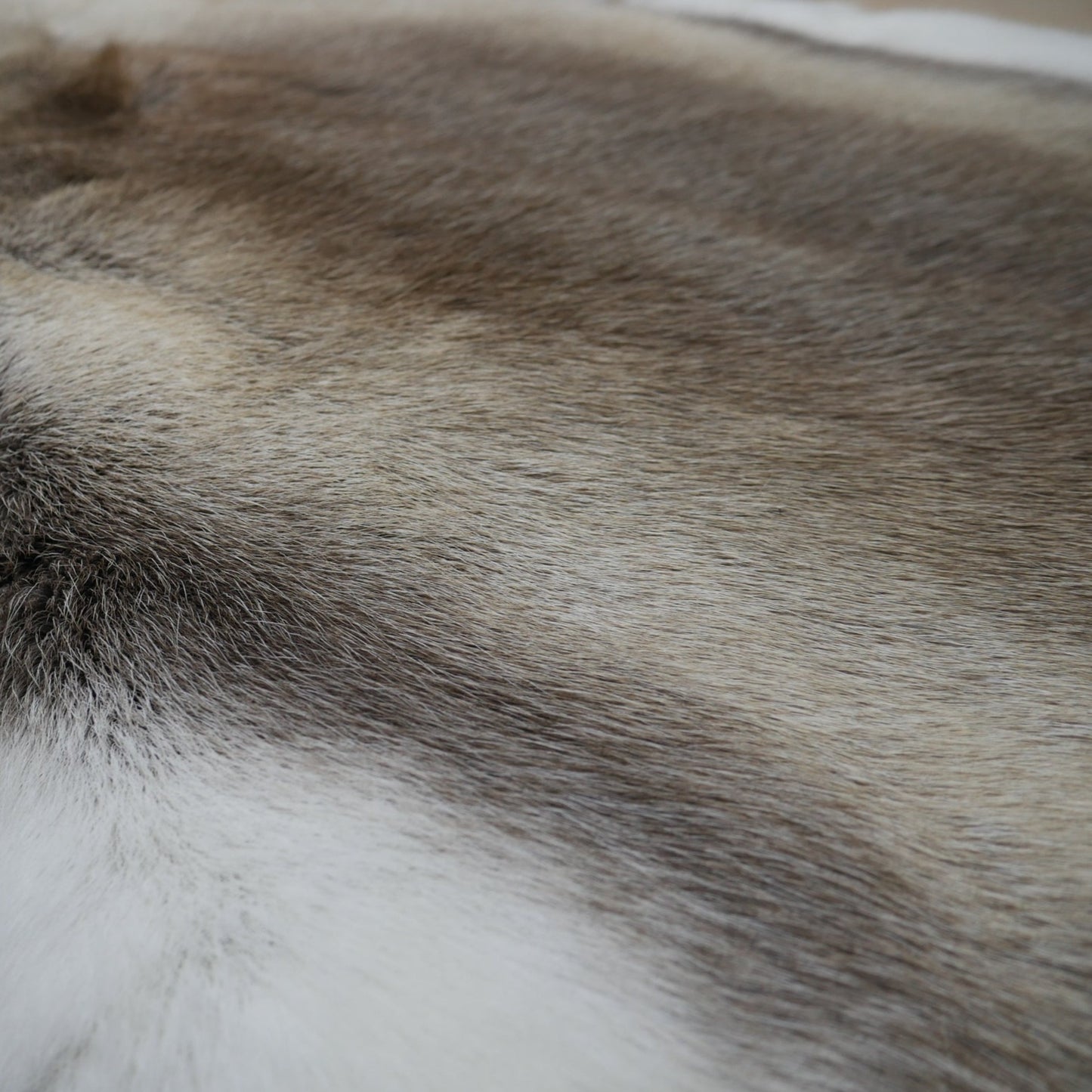 Reindeer Skins